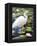 Great Egret-Max Hayslette-Framed Premier Image Canvas