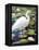 Great Egret-Max Hayslette-Framed Premier Image Canvas