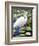 Great Egret-Max Hayslette-Framed Giclee Print