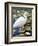 Great Egret-Max Hayslette-Framed Giclee Print