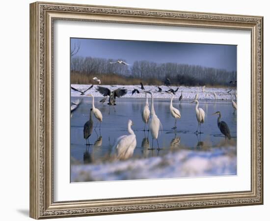 Great Egrets, and Grey Herons, on Frozen Lake, Pusztaszer, Hungary-Bence Mate-Framed Photographic Print