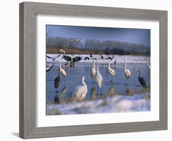 Great Egrets, and Grey Herons, on Frozen Lake, Pusztaszer, Hungary-Bence Mate-Framed Photographic Print