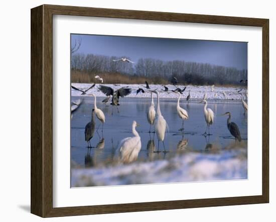 Great Egrets, and Grey Herons, on Frozen Lake, Pusztaszer, Hungary-Bence Mate-Framed Photographic Print