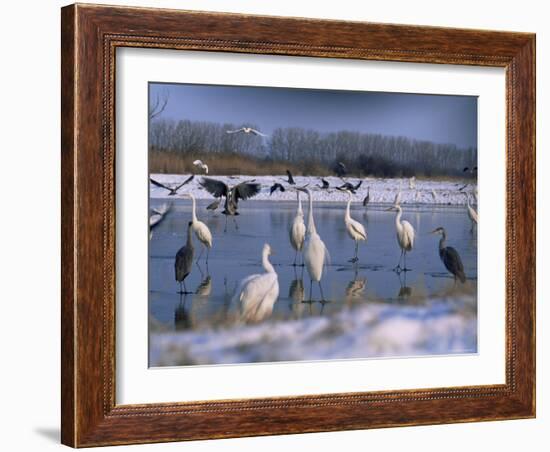 Great Egrets, and Grey Herons, on Frozen Lake, Pusztaszer, Hungary-Bence Mate-Framed Photographic Print