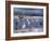 Great Egrets, and Grey Herons, on Frozen Lake, Pusztaszer, Hungary-Bence Mate-Framed Photographic Print