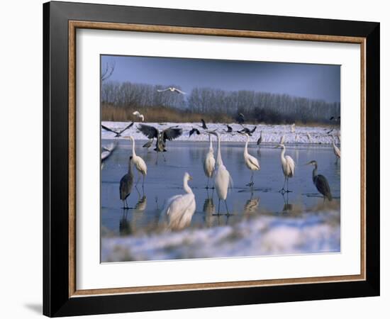 Great Egrets, and Grey Herons, on Frozen Lake, Pusztaszer, Hungary-Bence Mate-Framed Photographic Print