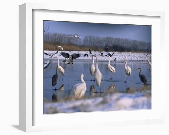 Great Egrets, and Grey Herons, on Frozen Lake, Pusztaszer, Hungary-Bence Mate-Framed Photographic Print