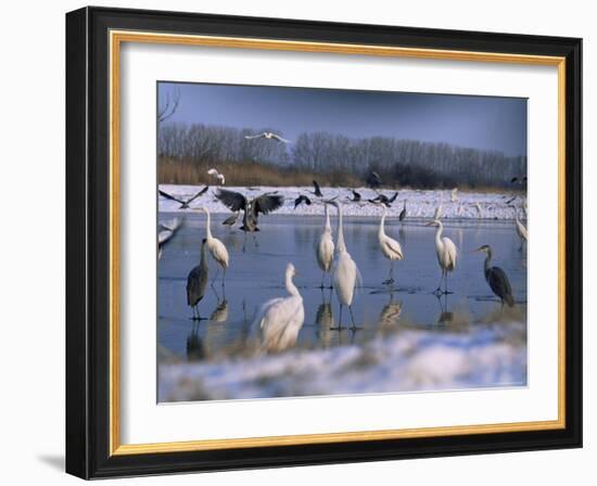 Great Egrets, and Grey Herons, on Frozen Lake, Pusztaszer, Hungary-Bence Mate-Framed Photographic Print