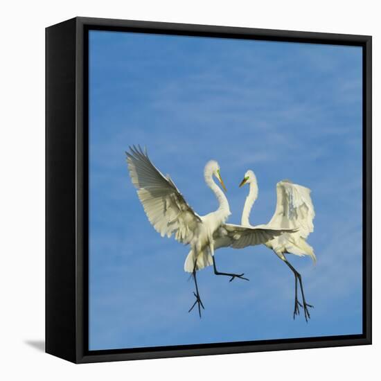 Great Egrets (Ardea Alba) Territorial Dispute Above Nest Colony-Juan Carlos Munoz-Framed Premier Image Canvas