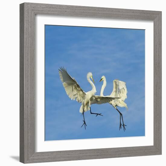 Great Egrets (Ardea Alba) Territorial Dispute Above Nest Colony-Juan Carlos Munoz-Framed Photographic Print