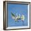 Great Egrets (Ardea Alba) Territorial Dispute Above Nest Colony-Juan Carlos Munoz-Framed Photographic Print