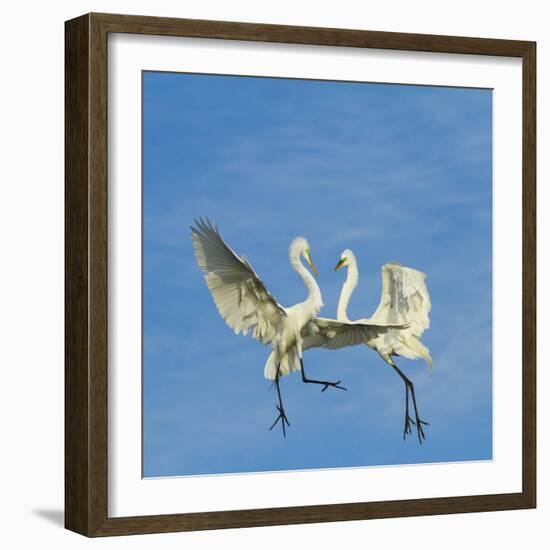 Great Egrets (Ardea Alba) Territorial Dispute Above Nest Colony-Juan Carlos Munoz-Framed Photographic Print