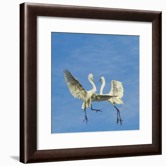 Great Egrets (Ardea Alba) Territorial Dispute Above Nest Colony-Juan Carlos Munoz-Framed Photographic Print