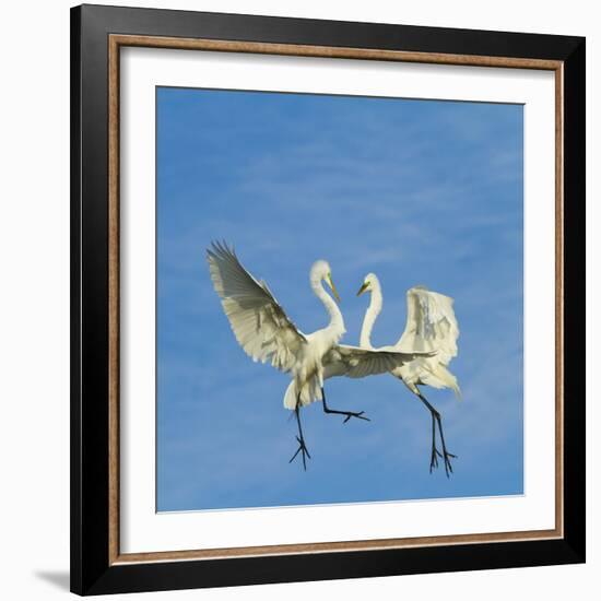 Great Egrets (Ardea Alba) Territorial Dispute Above Nest Colony-Juan Carlos Munoz-Framed Photographic Print