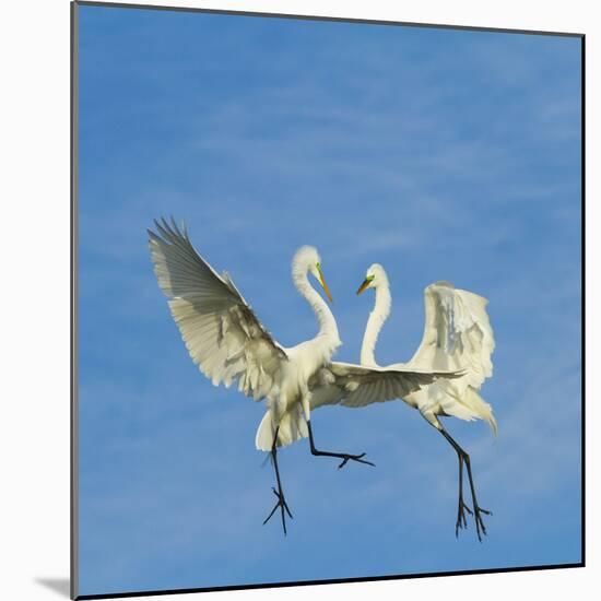 Great Egrets (Ardea Alba) Territorial Dispute Above Nest Colony-Juan Carlos Munoz-Mounted Photographic Print