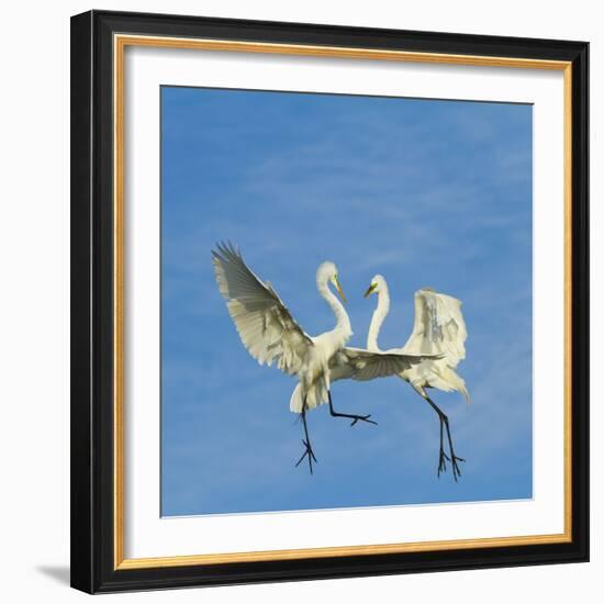 Great Egrets (Ardea Alba) Territorial Dispute Above Nest Colony-Juan Carlos Munoz-Framed Photographic Print