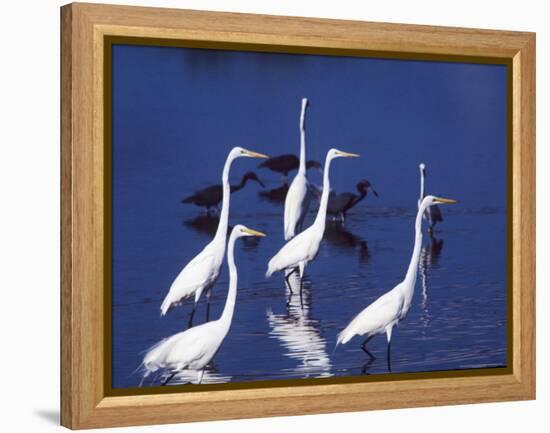 Great Egrets Fishing with Tricolored Herons in the Background-Charles Sleicher-Framed Premier Image Canvas