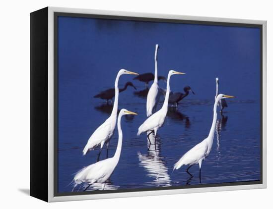 Great Egrets Fishing with Tricolored Herons in the Background-Charles Sleicher-Framed Premier Image Canvas