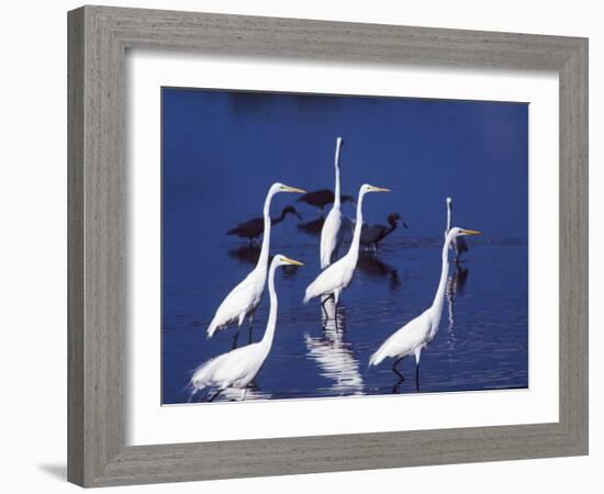 Great Egrets Fishing with Tricolored Herons in the Background-Charles Sleicher-Framed Photographic Print