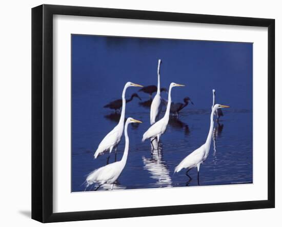 Great Egrets Fishing with Tricolored Herons in the Background-Charles Sleicher-Framed Photographic Print