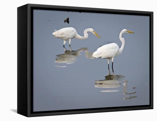 Great Egrets, Huntington Beach State Park, South Carolina, Usa-Rob Sheppard-Framed Premier Image Canvas