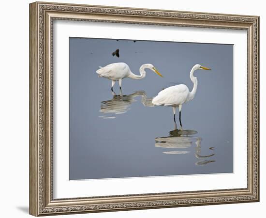 Great Egrets, Huntington Beach State Park, South Carolina, Usa-Rob Sheppard-Framed Photographic Print