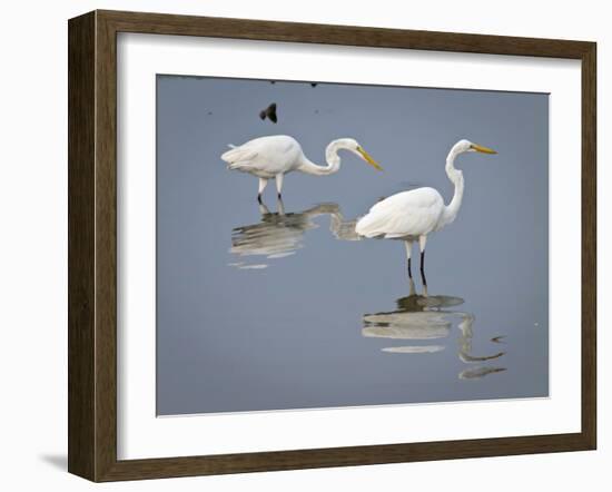 Great Egrets, Huntington Beach State Park, South Carolina, Usa-Rob Sheppard-Framed Photographic Print