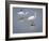 Great Egrets, Huntington Beach State Park, South Carolina, Usa-Rob Sheppard-Framed Photographic Print