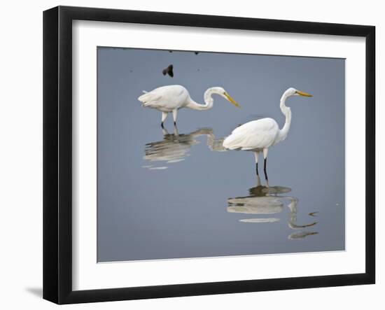 Great Egrets, Huntington Beach State Park, South Carolina, Usa-Rob Sheppard-Framed Photographic Print