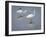 Great Egrets, Huntington Beach State Park, South Carolina, Usa-Rob Sheppard-Framed Photographic Print