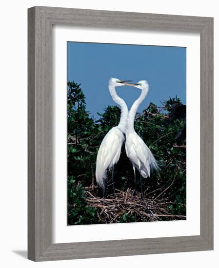 Great Egrets in a Courtship Ritual at Nest-Charles Sleicher-Framed Photographic Print