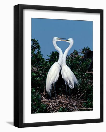 Great Egrets in a Courtship Ritual at Nest-Charles Sleicher-Framed Photographic Print