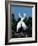 Great Egrets in a Courtship Ritual at Nest-Charles Sleicher-Framed Photographic Print