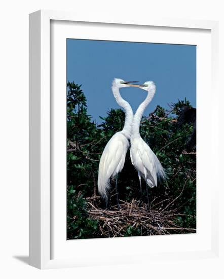 Great Egrets in a Courtship Ritual at Nest-Charles Sleicher-Framed Photographic Print