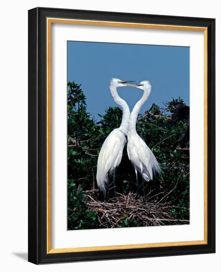 Great Egrets in a Courtship Ritual at Nest-Charles Sleicher-Framed Photographic Print