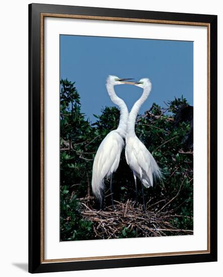 Great Egrets in a Courtship Ritual at Nest-Charles Sleicher-Framed Photographic Print