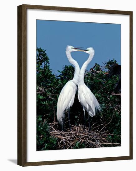 Great Egrets in a Courtship Ritual at Nest-Charles Sleicher-Framed Photographic Print