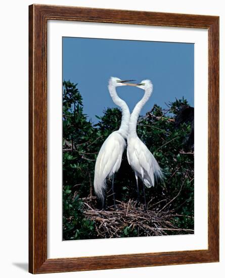 Great Egrets in a Courtship Ritual at Nest-Charles Sleicher-Framed Photographic Print