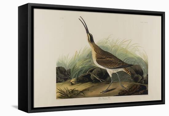 Great Esquimaux Curlew, 1835-John James Audubon-Framed Premier Image Canvas