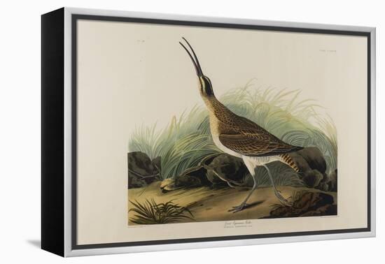 Great Esquimaux Curlew, 1835-John James Audubon-Framed Premier Image Canvas