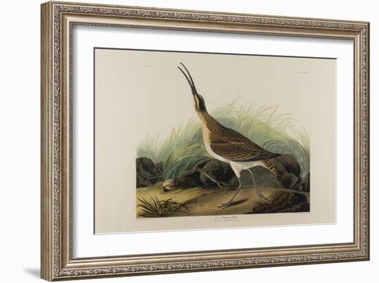 Great Esquimaux Curlew, 1835-John James Audubon-Framed Giclee Print