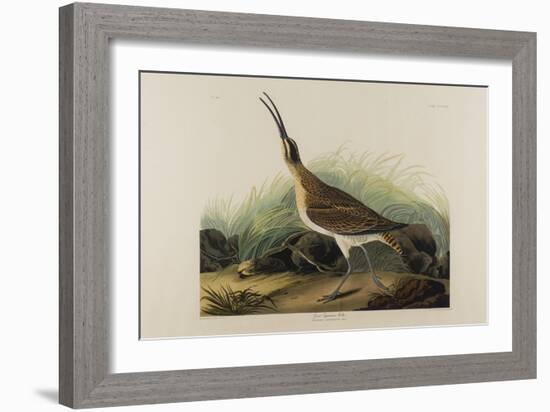 Great Esquimaux Curlew, 1835-John James Audubon-Framed Giclee Print