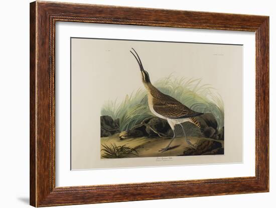 Great Esquimaux Curlew, 1835-John James Audubon-Framed Giclee Print