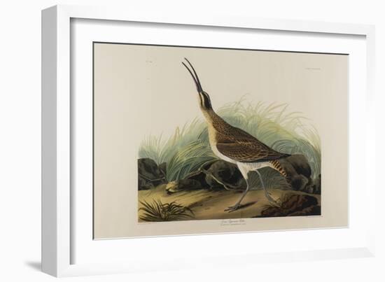 Great Esquimaux Curlew, 1835-John James Audubon-Framed Giclee Print