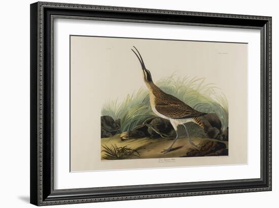 Great Esquimaux Curlew, 1835-John James Audubon-Framed Giclee Print