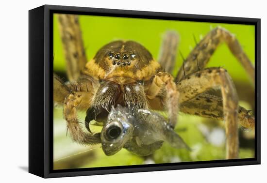 Great Fen / Raft spider, adult female eating Western mosquitofish, Alessandria, Italy-Emanuele Biggi-Framed Premier Image Canvas