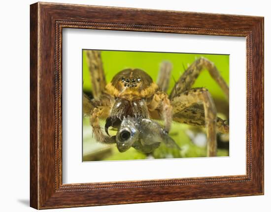 Great Fen / Raft spider, adult female eating Western mosquitofish, Alessandria, Italy-Emanuele Biggi-Framed Photographic Print