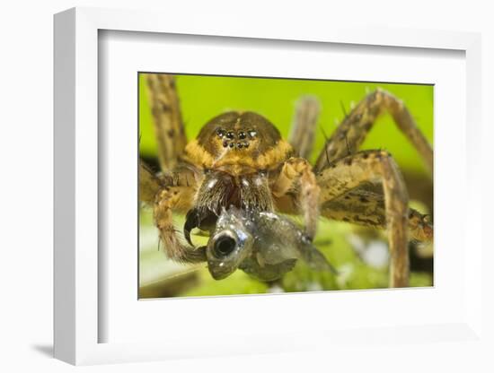 Great Fen / Raft spider, adult female eating Western mosquitofish, Alessandria, Italy-Emanuele Biggi-Framed Photographic Print