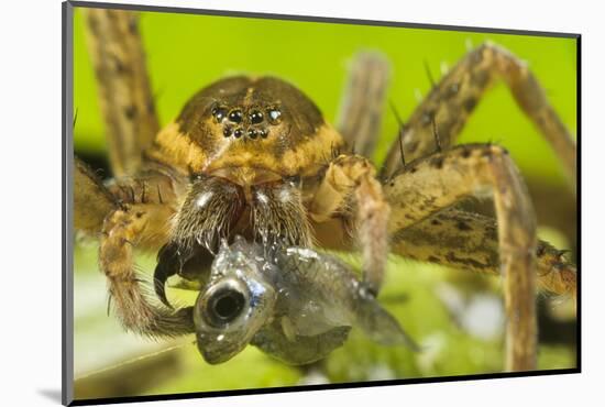 Great Fen / Raft spider, adult female eating Western mosquitofish, Alessandria, Italy-Emanuele Biggi-Mounted Photographic Print