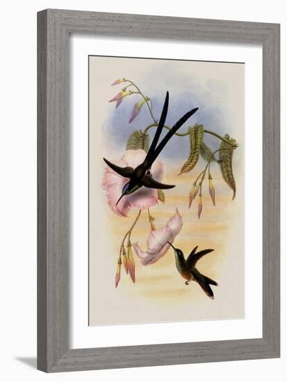 Great Forked-Tailed Hummingbird, Hylonympha Macrocerca-John Gould-Framed Giclee Print